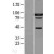 Western Blot: STAT5A Lysate [NBL1-16528] - Western Blot experiments. 
Left-Control; Right -Over-expression Lysate for STAT5A